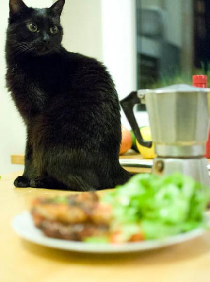 Pikantne skrzydełka i kot Pikantne skrzydełka i kot